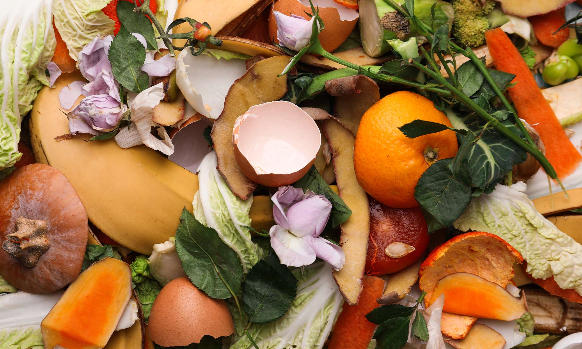 dpva visuel compost dechets alimentaires