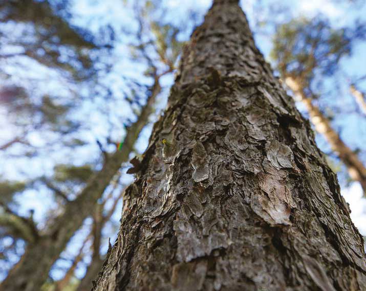 site internet dpva competences protection de la forêt